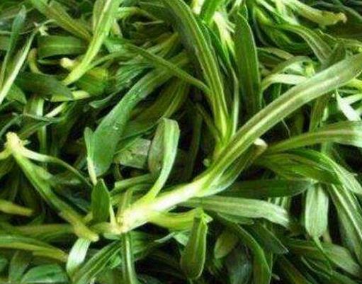 十大野菜種類排名,面條菜對咳嗽有療效,婆婆丁能抗菌消炎