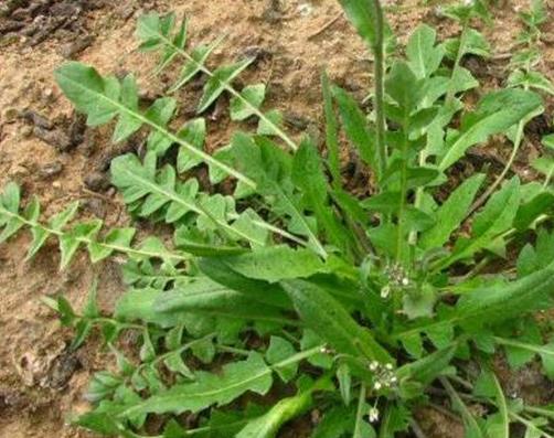 十大野菜種類排名,面條菜對咳嗽有療效,婆婆丁能抗菌消炎