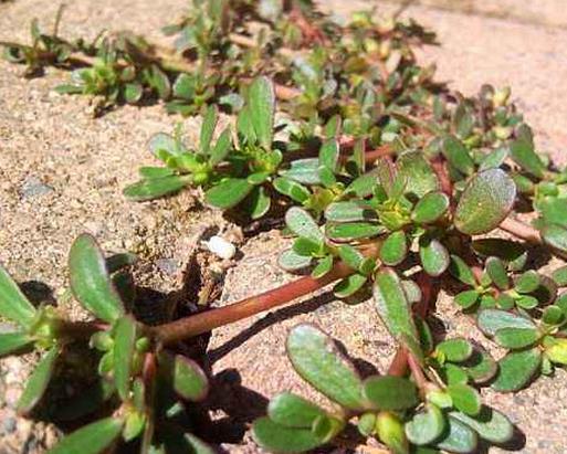 十大野菜種類排名,面條菜對咳嗽有療效,婆婆丁能抗菌消炎