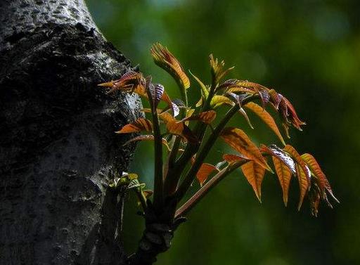 十大野菜種類排名,面條菜對咳嗽有療效,婆婆丁能抗菌消炎