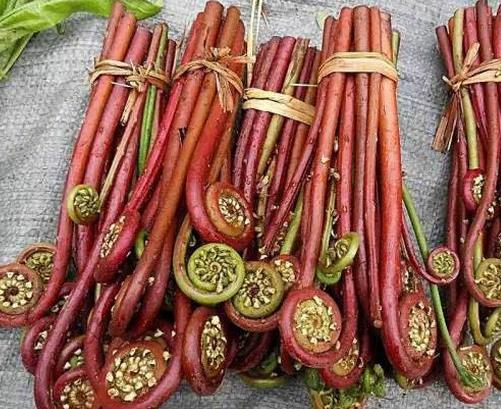 十大野菜種類排名,面條菜對咳嗽有療效,婆婆丁能抗菌消炎