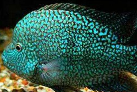 十大常見熱帶魚品種排名,綠巨人魚稱作“巨人珍珠”,成吉思汗魚強悍