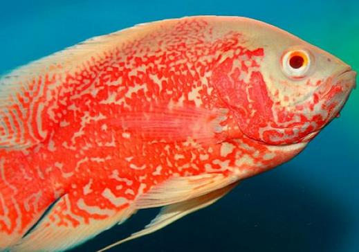 十大常見熱帶魚品種排名,綠巨人魚稱作“巨人珍珠”,成吉思汗魚強悍