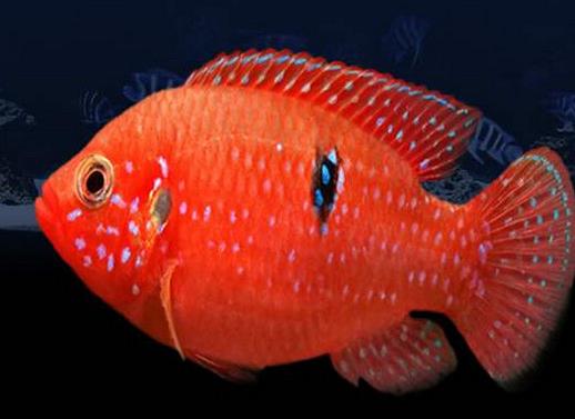 十大常見熱帶魚品種排名,綠巨人魚稱作“巨人珍珠”,成吉思汗魚強悍