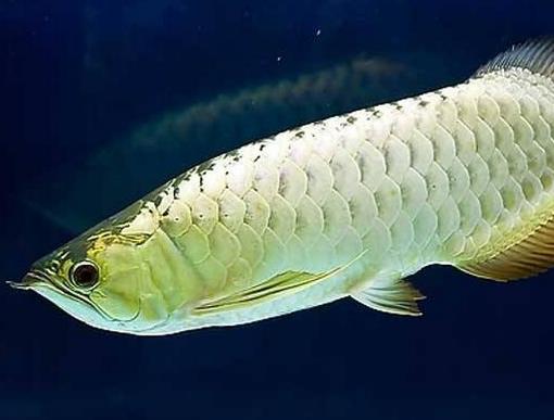 十大常見熱帶魚品種排名,綠巨人魚稱作“巨人珍珠”,成吉思汗魚強悍