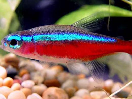 十大常見熱帶魚品種排名,綠巨人魚稱作“巨人珍珠”,成吉思汗魚強悍