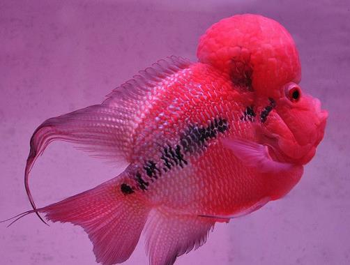 十大常見熱帶魚品種排名,綠巨人魚稱作“巨人珍珠”,成吉思汗魚強悍