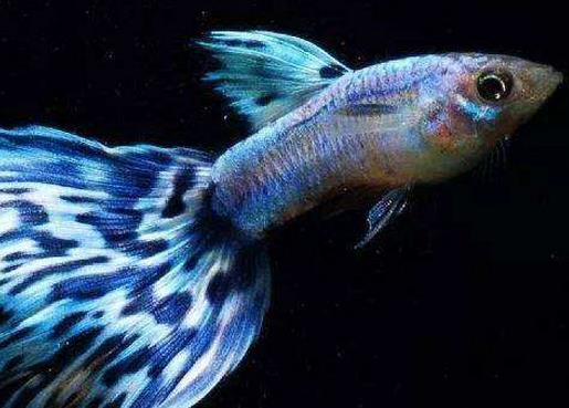 十大常見熱帶魚品種排名,綠巨人魚稱作“巨人珍珠”,成吉思汗魚強悍