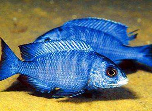 十大常見熱帶魚品種排名,綠巨人魚稱作“巨人珍珠”,成吉思汗魚強悍