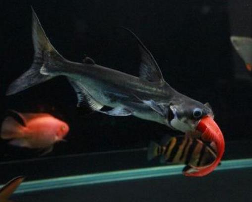 十大常見熱帶魚品種排名,綠巨人魚稱作“巨人珍珠”,成吉思汗魚強悍