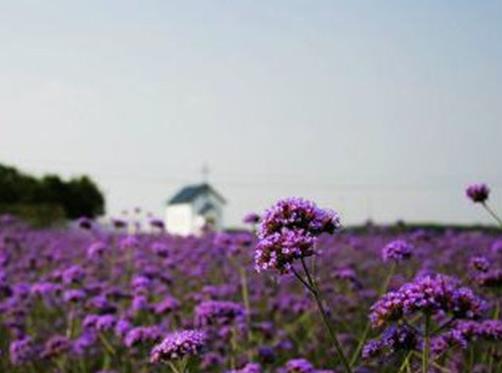 章丘景點排行榜,百脈泉與趵突泉齊名,朱家峪古村為梯形聚落