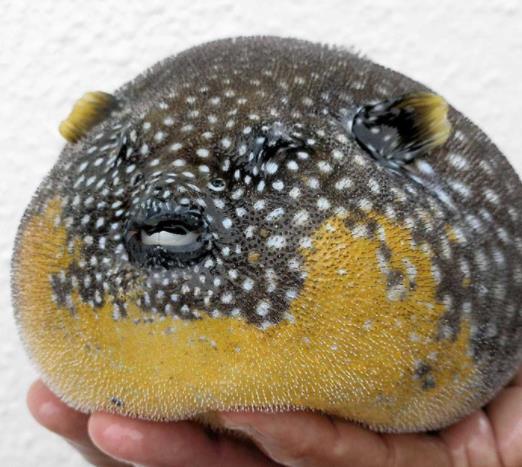 世界零售超市十大名貴海鮮排名,蘇格蘭龍蝦、箭魚是奢華的象征