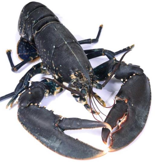 世界零售超市十大名貴海鮮排名,蘇格蘭龍蝦、箭魚是奢華的象征