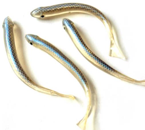 世界零售超市十大名貴海鮮排名,蘇格蘭龍蝦、箭魚是奢華的象征