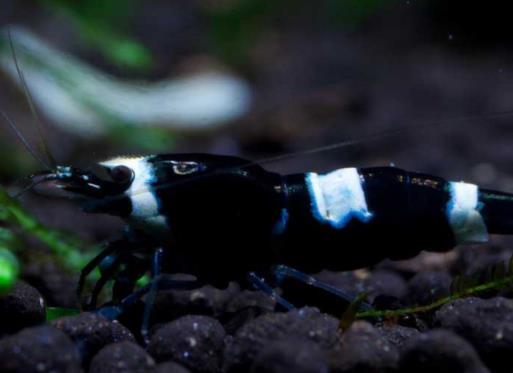 世界零售超市十大名貴海鮮排名,蘇格蘭龍蝦、箭魚是奢華的象征