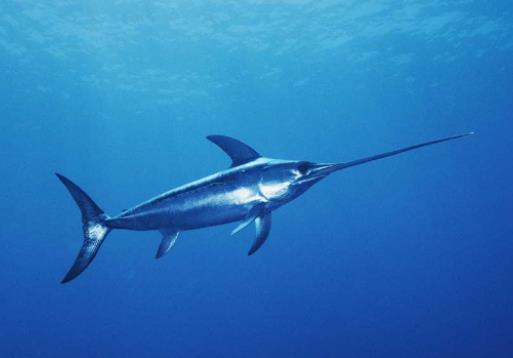 世界零售超市十大名貴海鮮排名,蘇格蘭龍蝦、箭魚是奢華的象征