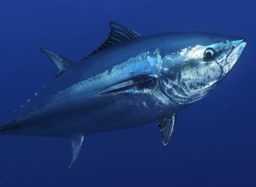世界零售超市十大名貴海鮮排名,蘇格蘭龍蝦、箭魚是奢華的象征