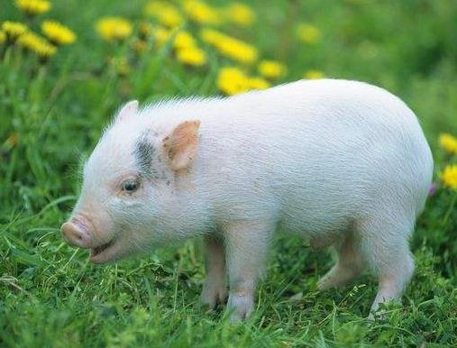 全球十大智商最高的動物,海豚溫和友善,虎鯨是食肉動物
