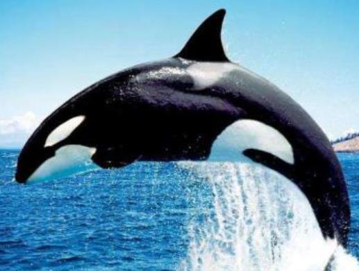 全球十大智商最高的動物,海豚溫和友善,虎鯨是食肉動物