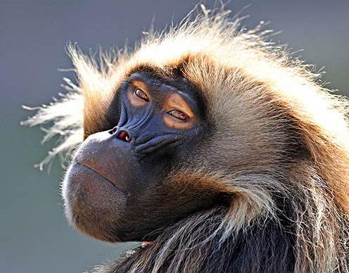全球十大智商最高的動物,海豚溫和友善,虎鯨是食肉動物