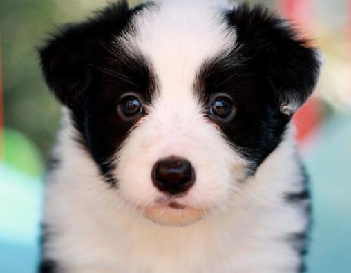 全球十大智商最高的動物,海豚溫和友善,虎鯨是食肉動物