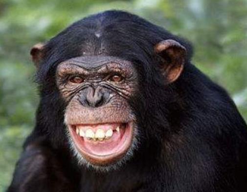 全球十大智商最高的動物,海豚溫和友善,虎鯨是食肉動物