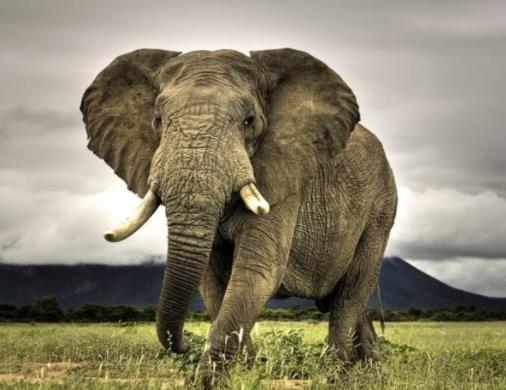 全球十大智商最高的動物,海豚溫和友善,虎鯨是食肉動物