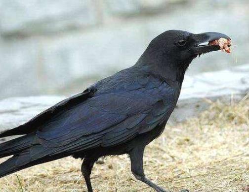 全球十大智商最高的動物,海豚溫和友善,虎鯨是食肉動物