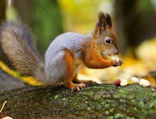 全球十大智商最高的動物,海豚溫和友善,虎鯨是食肉動物