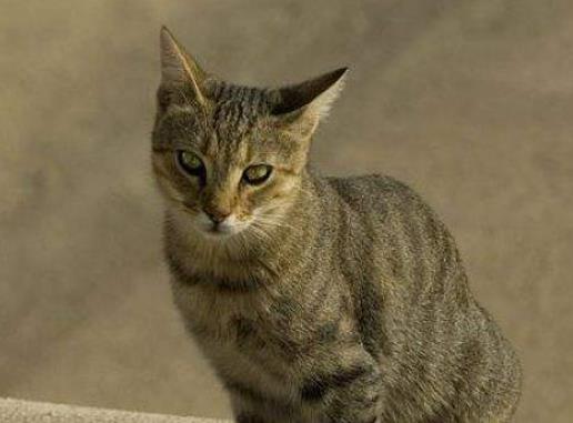 全球十大智商最高的動物,海豚溫和友善,虎鯨是食肉動物