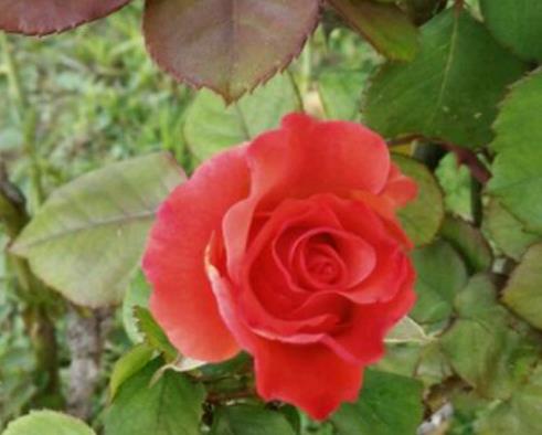 十大爬藤月季排名,安吉拉耐寒性很強,御用馬車深受喜愛