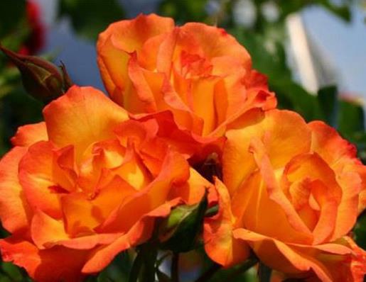 十大爬藤月季排名,安吉拉耐寒性很強,御用馬車深受喜愛