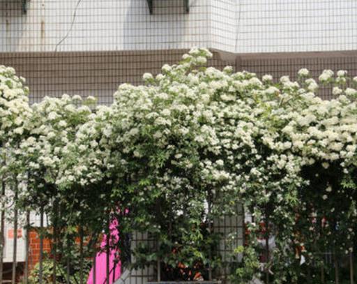 十大爬藤月季排名,安吉拉耐寒性很強,御用馬車深受喜愛