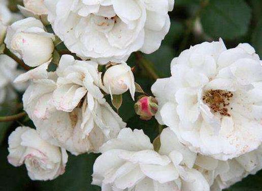 十大爬藤月季排名,安吉拉耐寒性很強,御用馬車深受喜愛