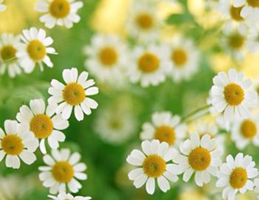 都市甜寵文現言排行榜,嫁給林安深、至此終年感受甜蜜的愛情