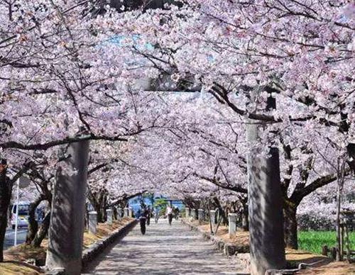 都市甜寵文現言排行榜,嫁給林安深、至此終年感受甜蜜的愛情