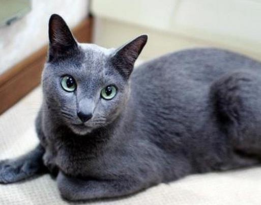 世界最溫順的貓排名,異國短尾貓很懶,波斯貓性情溫順