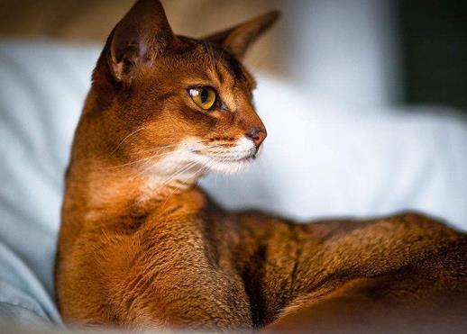 世界最溫順的貓排名,異國短尾貓很懶,波斯貓性情溫順