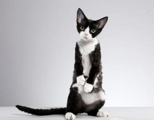 世界最溫順的貓排名,異國短尾貓很懶,波斯貓性情溫順