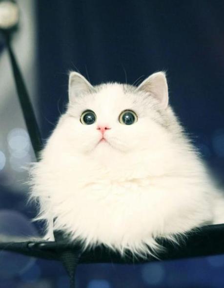 世界最溫順的貓排名,異國短尾貓很懶,波斯貓性情溫順