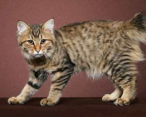 世界最溫順的貓排名,異國短尾貓很懶,波斯貓性情溫順