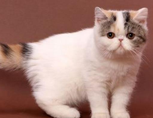 世界最溫順的貓排名,異國短尾貓很懶,波斯貓性情溫順