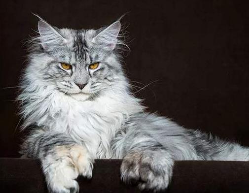 世界最溫順的貓排名,異國短尾貓很懶,波斯貓性情溫順