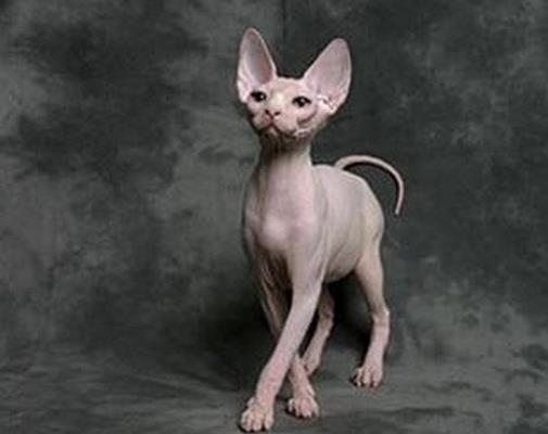 世界最溫順的貓排名,異國短尾貓很懶,波斯貓性情溫順