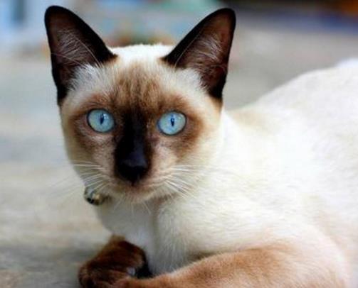 世界最溫順的貓排名,異國短尾貓很懶,波斯貓性情溫順