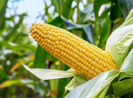 十大軟化血管的食物排名,玉米富含不飽和脂肪酸,海帶能降膽固醇