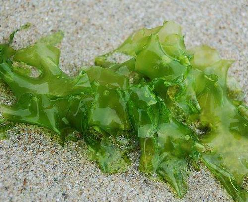 含維生素b2最多的食物排名,動物肝臟、菌類都是最佳選擇