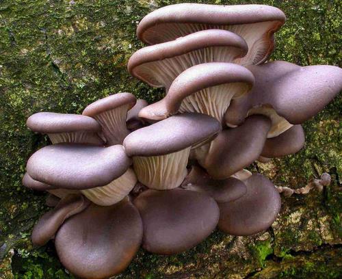 含維生素b2最多的食物排名,動物肝臟、菌類都是最佳選擇