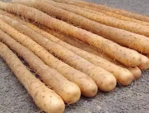 十大祛濕食物排行榜,薏仁促進體內血液循環,燕麥促進腸胃蠕動