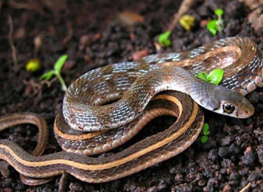 世界十大最耐餓的動物,洞螈可以十年不吃東西,蛇會冬眠